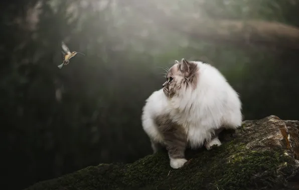 Кошка, кот, взгляд, природа, фон, птица, камень, мох