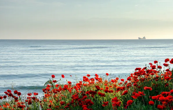 Море, лето, цветы, берег, корабль, маки, водоем