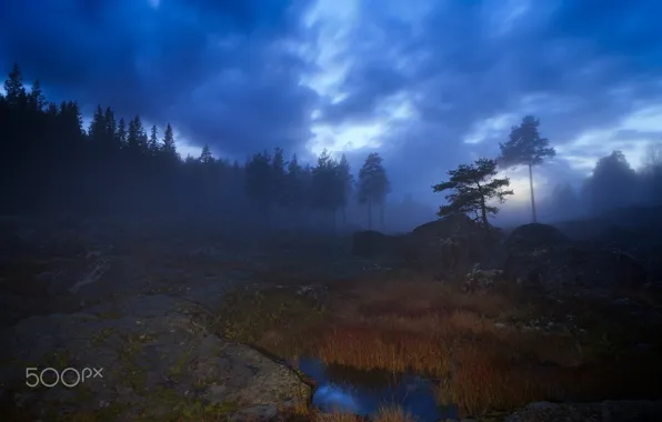 Картинка деревья, природа, туман, вечер, дымка