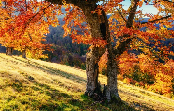 Forest, trees, Ukraine, foliage