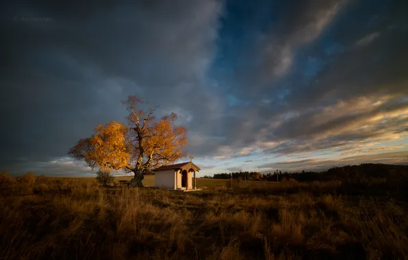 Картинка поле, осень, дерево