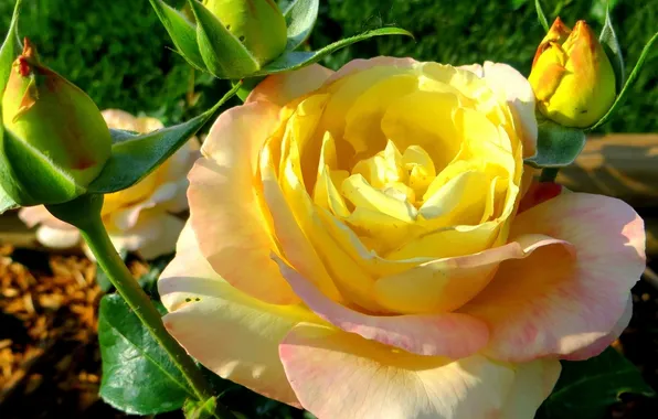 Макро, розы, бутоны