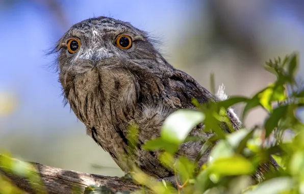 Птица, Дымчатый лягушкорот, Podargus strigoides