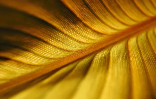 Желтый, природа, лист, nature, yellow, leaf