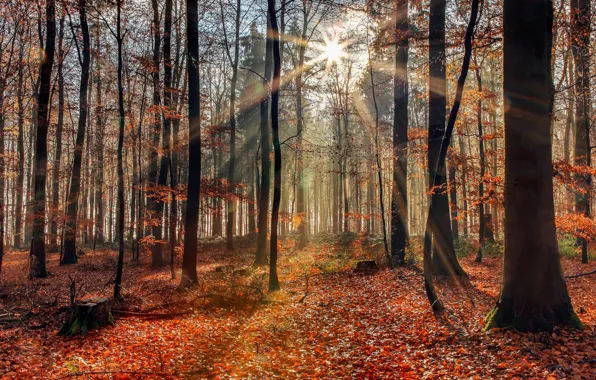 Картинка осень, лес, солнечный свет