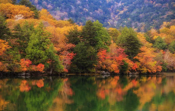 Картинка осень, лес, деревья, озеро, Japan, Sic Chiu, Lake Chūzenji