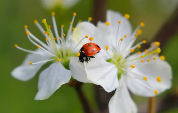 Flower, spring, insect, ladybird, twig