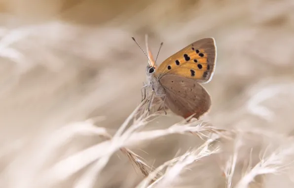 Бабочка, colors, яркость, butterfly, расцветка, brightness