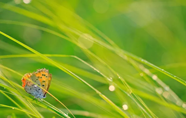 Картинка трава, капли, макро, блики, бабочка