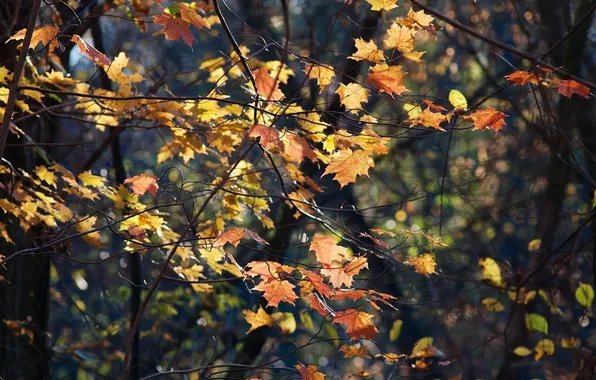 Картинка осень, лес, листья, ветки