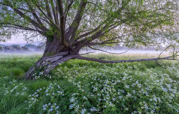 Картинка трава, цветы, туман, дерево, луг