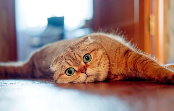 Картинка кошка, взгляд, мордочка, Шотландская вислоухая кошка