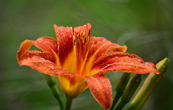 Цветок, лилия, оранжевая