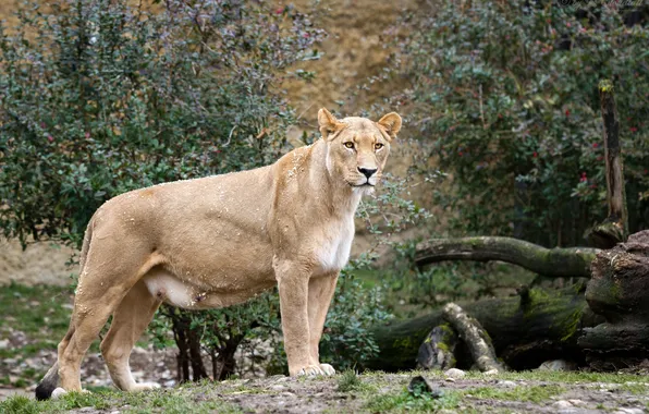 Картинка кошка, взгляд, львица