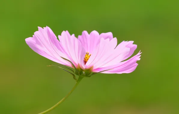 Боке, Космея, Bokeh, Kosmeya