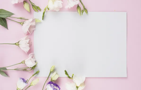 Картинка цветы, букет, белые, розовый фон, flower, декор, эустома