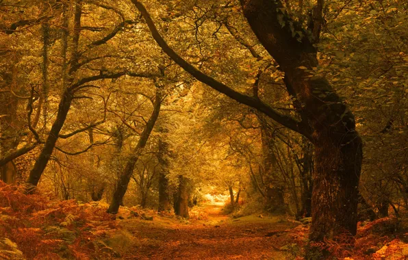 Картинка осень, лес, деревья, Англия, England, Exmoor, Эксмур, Horner Woods