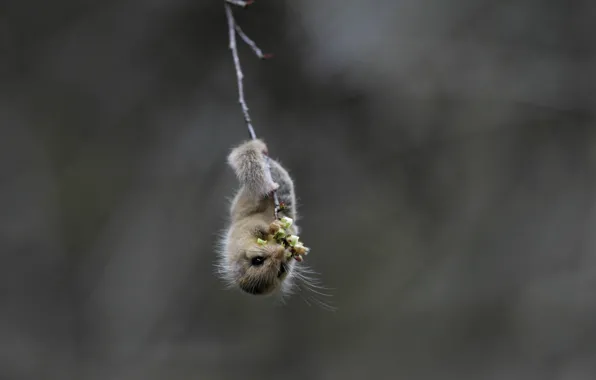 Картинка Japanese dormouse, японская соня, Yoshikazu Wada