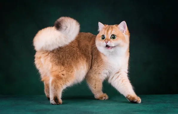 Кошка, кот, взгляд, морда, поза, темный фон, котенок, рыжий