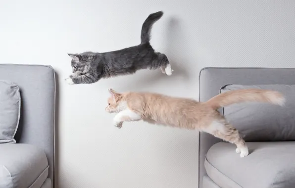 Кошки, комната, прыжок, котята
