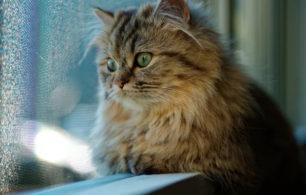 Картинка кошка, кот, взгляд, окно