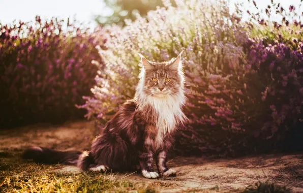 Кошка, лето, кот, взгляд, свет, цветы, поза, сад