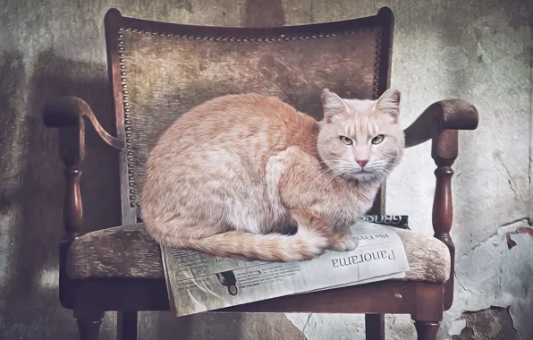 Картинка кот, кресло, газета