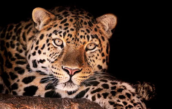 Леопард, смотрит, Magnificent leopard