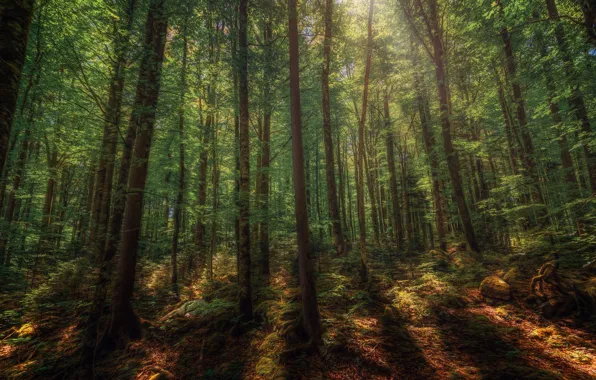 Лес, лето, природа