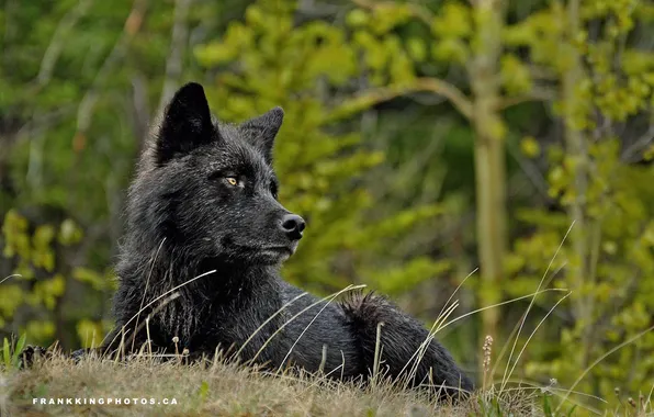Nature, snow, predator, face, animal, wolf, wildlife, portrait