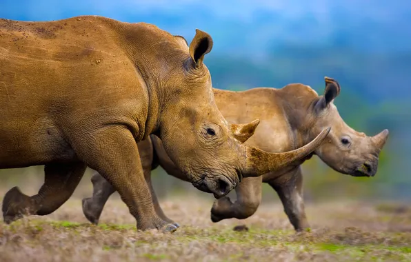 Картинка семья, Африка, рог, белый носорог