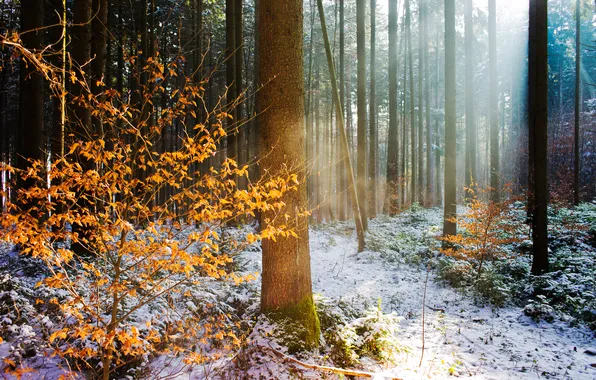 Картинка зима, осень, лес, свет, природа