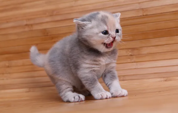 Картинка малыш, котёнок, пискля, Британская короткошёрстная кошка