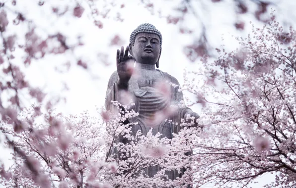Картинка cherry blossoms, statue, Buddha, religion