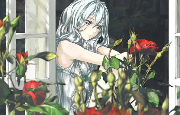 Картинка цветы, розы, Девушка, окно
