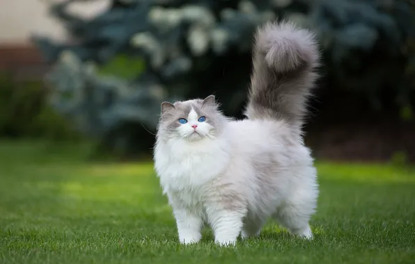 Кошка, трава, кот, природа, котенок, газон, пушистый, хвост
