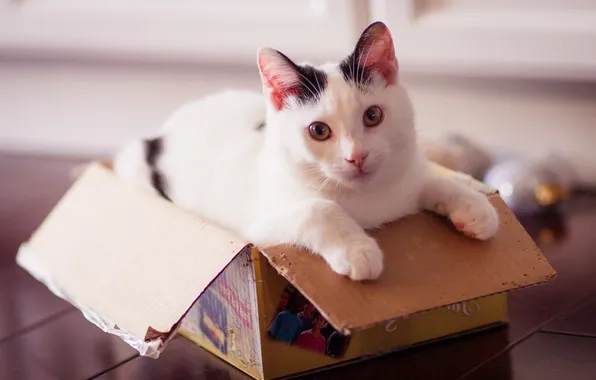 Кошка, кот, взгляд, поза, котенок, коробка, лапки, мордашка