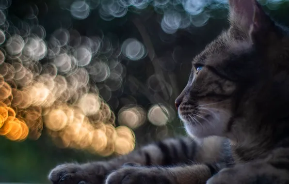 Кошка, кот, взгляд, морда, крупный план, блики, серый, фон