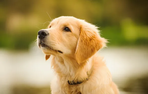 Картинка puppy, young, shot, pet, retriever