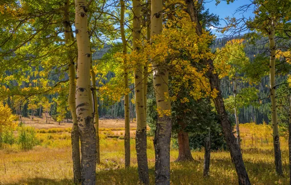 Осень, лес, солнце, деревья, горы, США, Rocky Mountain National Park