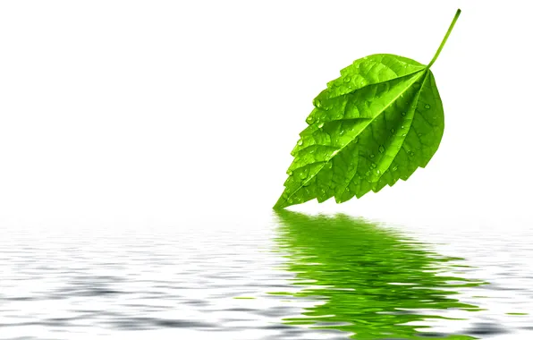 Картинка вода, капли, лист, зеленый, отражение