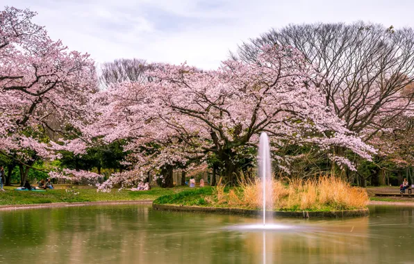 Картинка деревья, пруд, парк, Япония, сакура, Токио, фонтан, цветение