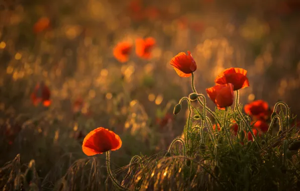 Картинка поле, лето, свет, цветы, красный, поляна, мак, маки