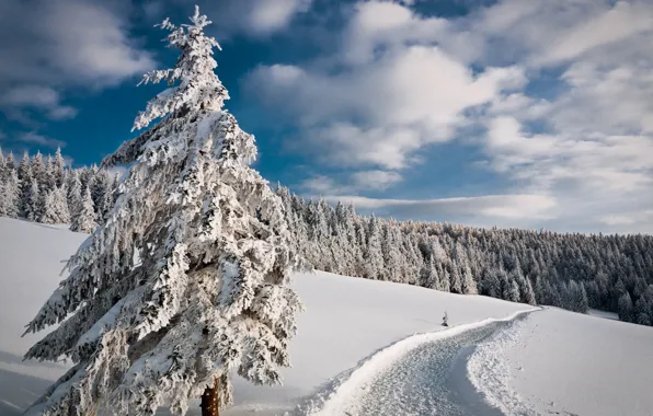 Зима, дорога, лес, небо, снег, деревья, елка, ель