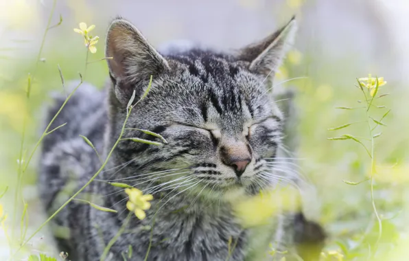 Кошка, трава, кот, цветы, серый, в полоску