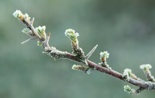 Macro, twig, hoarfrost