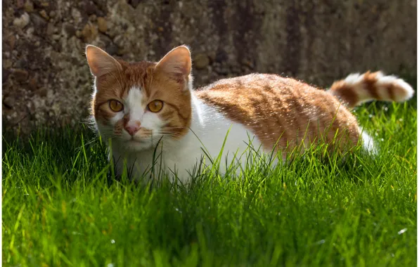 Картинка кошка, трава, кот, фон, животное, widescreen, обои, wallpaper