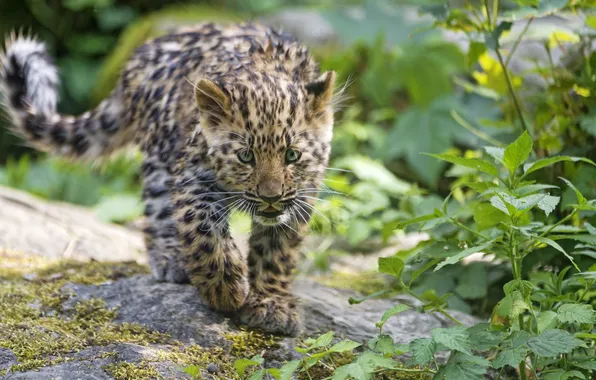 Картинка кошка, взгляд, леопард, детёныш, котёнок, амурский, ©Tambako The Jaguar
