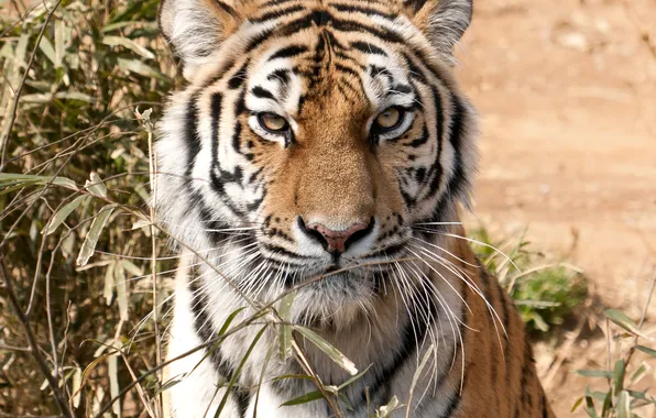 Кошка, взгляд, морда, тигр