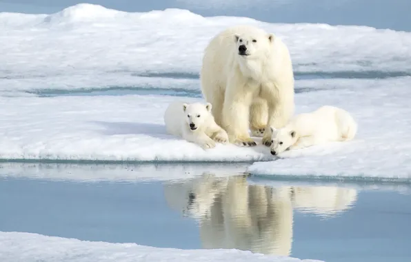 Льды, медвежата, белый медведь, антарктика